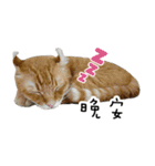 Cats in loving（個別スタンプ：25）