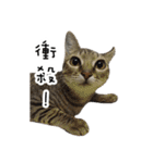 Cats in loving（個別スタンプ：26）