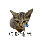 Cats in loving（個別スタンプ：27）