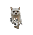 Cats in loving（個別スタンプ：28）
