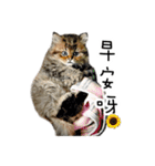 Cats in loving（個別スタンプ：29）