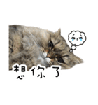 Cats in loving（個別スタンプ：30）