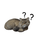 Cats in loving（個別スタンプ：31）