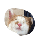 我が家の癒し猫（個別スタンプ：1）