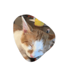我が家の癒し猫（個別スタンプ：3）