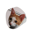 我が家の癒し猫（個別スタンプ：4）