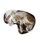 我が家の癒し猫（個別スタンプ：5）