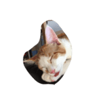 我が家の癒し猫（個別スタンプ：6）