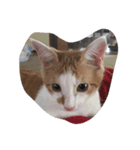 我が家の癒し猫（個別スタンプ：7）