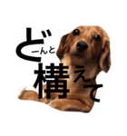 ダックスフントの茶々（個別スタンプ：5）