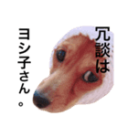 ダックスフントの茶々（個別スタンプ：6）