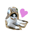 cat paradaice（個別スタンプ：1）