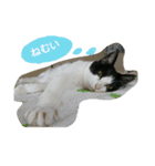 cat paradaice（個別スタンプ：3）