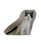 cat paradaice（個別スタンプ：4）