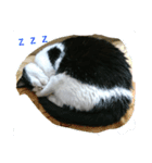 cat paradaice（個別スタンプ：5）