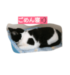 cat paradaice（個別スタンプ：6）