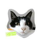 cat paradaice（個別スタンプ：7）