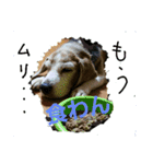 使えるかもな可愛い動物のスタンプ（個別スタンプ：1）