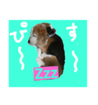 使えるかもな可愛い動物のスタンプ（個別スタンプ：2）