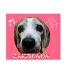 使えるかもな可愛い動物のスタンプ（個別スタンプ：5）