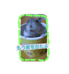 使えるかもな可愛い動物のスタンプ（個別スタンプ：7）