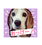 使えるかもな可愛い動物のスタンプ（個別スタンプ：9）
