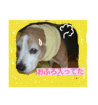 使えるかもな可愛い動物のスタンプ（個別スタンプ：10）
