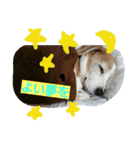 使えるかもな可愛い動物のスタンプ（個別スタンプ：13）