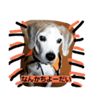 使えるかもな可愛い動物のスタンプ（個別スタンプ：14）