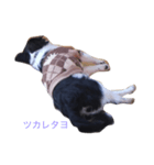 ちわわ④（個別スタンプ：8）