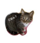 neko-tachi（個別スタンプ：1）