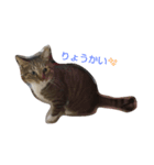 neko-tachi（個別スタンプ：2）