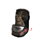 neko-tachi（個別スタンプ：4）