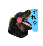 ダックスフントの想い（個別スタンプ：1）