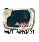 ダックスフントの想い（個別スタンプ：16）