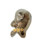 kibunyapopo（個別スタンプ：6）