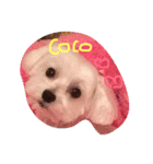 ここしょこだっち（個別スタンプ：1）