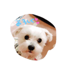 ここしょこだっち（個別スタンプ：10）