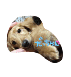 ここしょこだっち（個別スタンプ：12）
