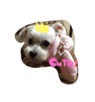 ここしょこだっち（個別スタンプ：13）