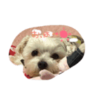ここしょこだっち（個別スタンプ：14）
