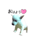 北海道犬 姫ちゃんと愉快な仲間たち（個別スタンプ：1）