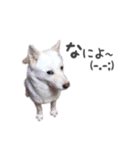 北海道犬 姫ちゃんと愉快な仲間たち（個別スタンプ：2）