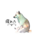 北海道犬 姫ちゃんと愉快な仲間たち（個別スタンプ：3）