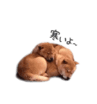 北海道犬 姫ちゃんと愉快な仲間たち（個別スタンプ：6）