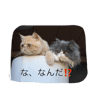 ブサ可愛エキゾチック（個別スタンプ：1）