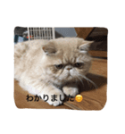 ブサ可愛エキゾチック（個別スタンプ：3）