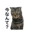 猫のめーちゃん（個別スタンプ：2）