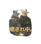猫のめーちゃん（個別スタンプ：3）