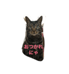 猫のめーちゃん（個別スタンプ：5）
